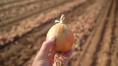 Onion held in hand above soil field with rows of cultivated land under sunlight Stock Footage 327657277