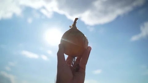 Onion held by hand in field under blue sky with sunlight Stock-Footage 327657274