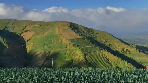 Onion hill Stock Photos