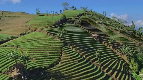 Onion hill Stock Photos