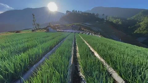Onion hill Stock Photos