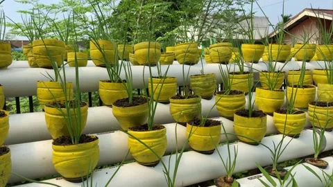 Onion Hydroponics Stock Footage 213740691