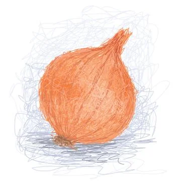 Onion Stock Illustration