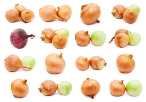 Onion Stock Illustration