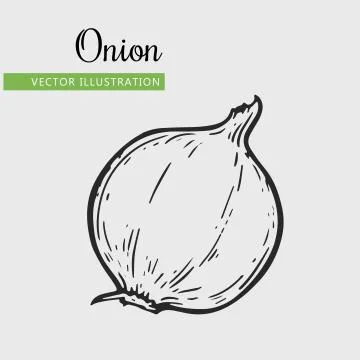 Onion Stock Illustration