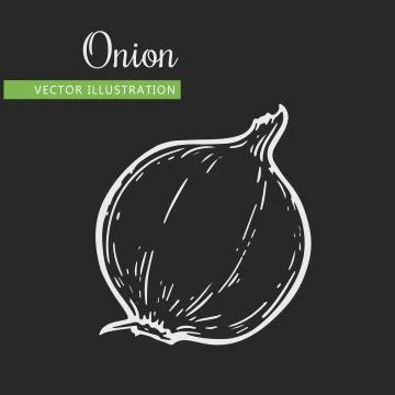 Onion Stock Illustration