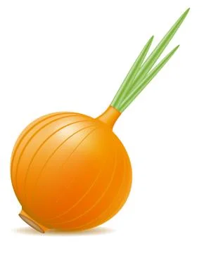 Onion illustration Stock Illustration