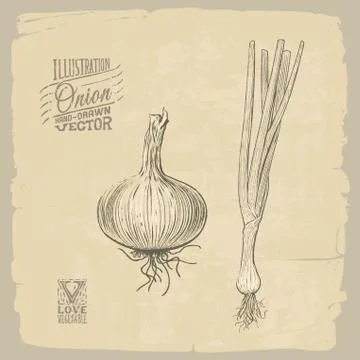 Onion illustration Stock Illustration