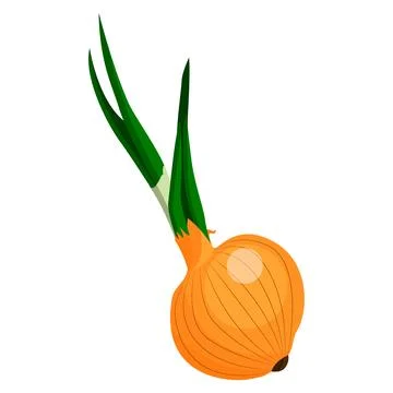 Onion illustration vector isolated on white background Stock Illustration