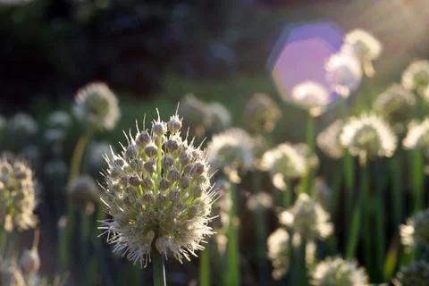 Onion inflorescence in the rays of the setting sun Stock Photos