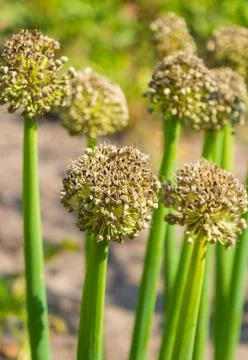 Onion inflorescences with seeds Stock Photos