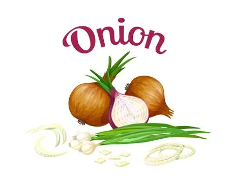 Onion. Isolated objects Stock Illustration