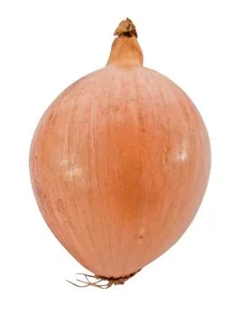 Onion isolated over white background Stock Photos