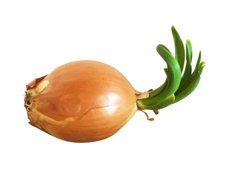 Onion  isolated Stock Photos