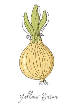 Onion isolated vector. Onion isolated vector illustration for kitchen poster Stock Illustration