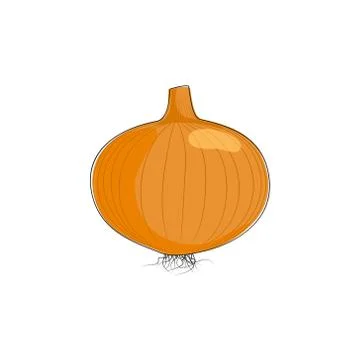 Onion Isolated on White Background Stock-Illustration