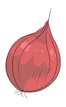 Onion isolated on white background Stock Illustration