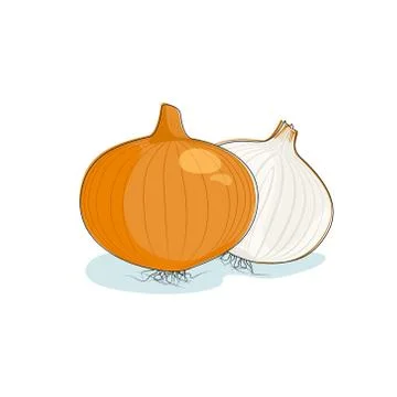 Onion Isolated on White 스톡 일러스트