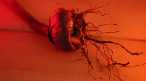 An onion with its roots Stock Footage