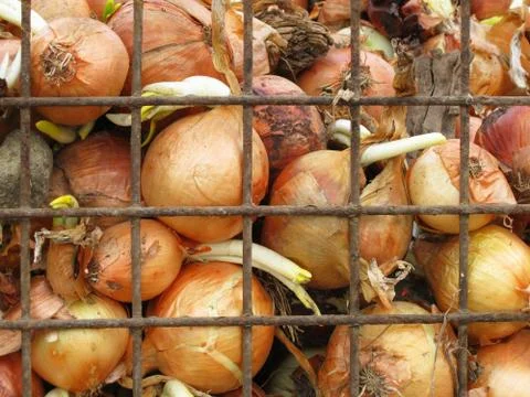 Onion jail Stock Photos