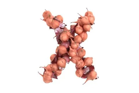 Onion letter X on white background Stock Illustration