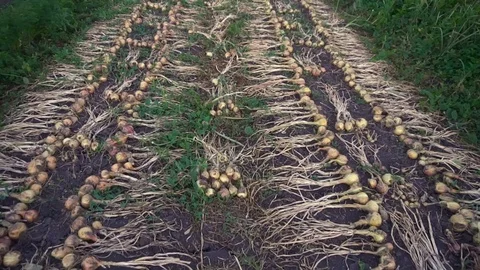 The onion lies on ground Stock Footage 79835678