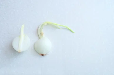 Onion on a light background Stock Photos