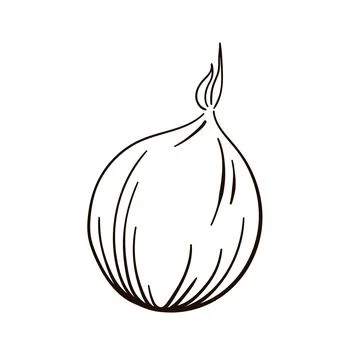 Onion linear icon. Vector icon of onion line art style. Stock Illustration