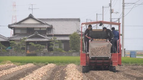 Onion loading machine on field with village house,Shikoku,Japan Video stock 113034238