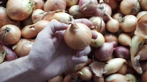 Onion in a man's hand Stock Footage 211442942