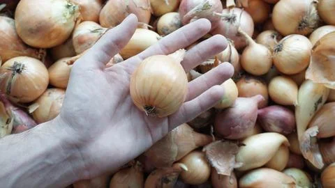 Onion in a man's hand Stock Photos