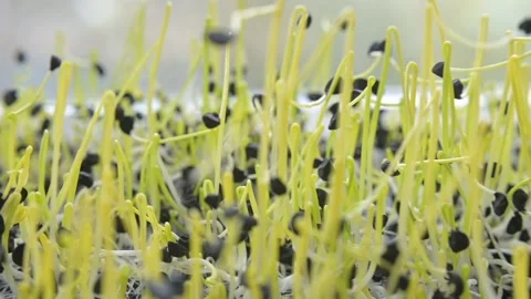 Onion microgreen sprouts Stock Footage 191427100