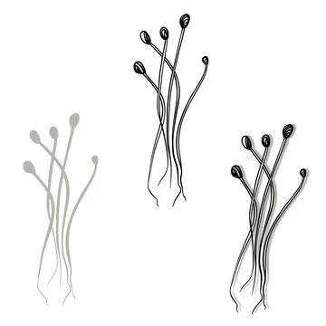Onion microgreens vector hand drawn illustration. Contour and green plant Stock Illustration