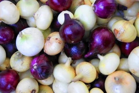 Onion of the miscellaneous sort Stock Photos