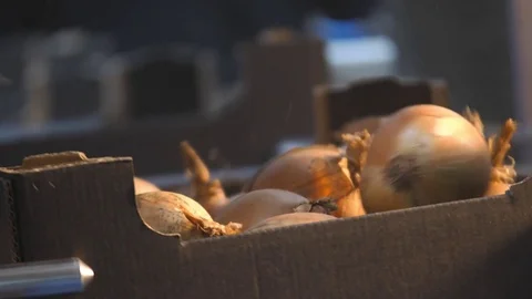 Onion packing on the line in the warehouse Stock Footage 80987369