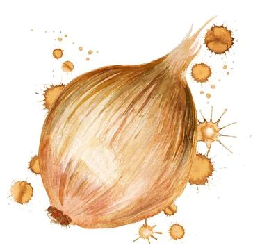 Onion with paint blots Stock Illustration