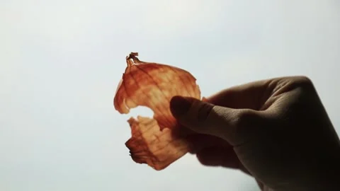ONION PEELS 2 Stock Footage 155653482