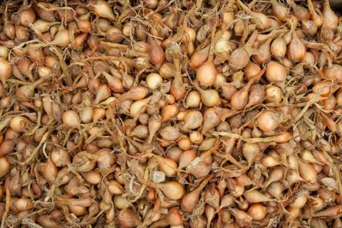 Onion Stock Photos