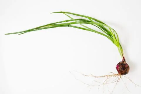 Onion Foto stock