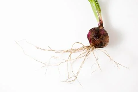 Onion Stock Photos