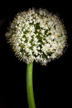 Onion Stock Photos
