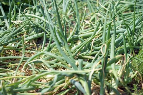 Onion Stock Photos