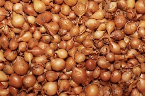 Onion Stock Photos