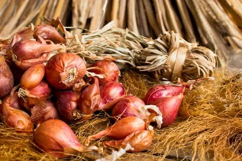 Onion Stock Photos