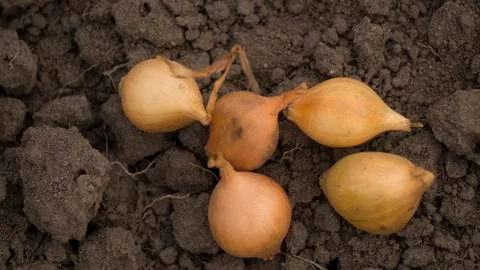 Onion Stock Photos