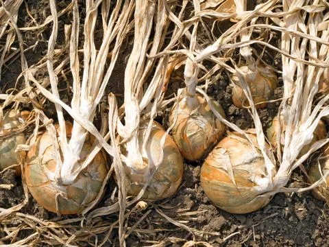Onion. Stock Photos