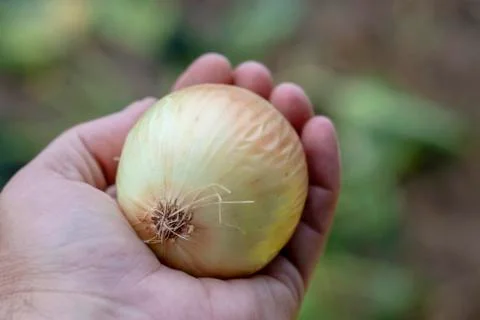 Onion. Stock Photos