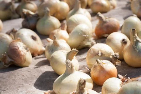 Onion Stock Photos