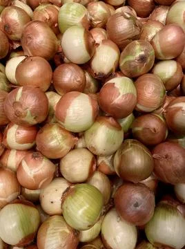 Onion Stock Photos