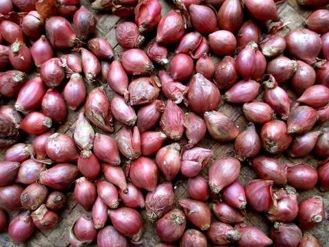 Onion Fotos de archivo